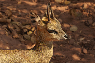 Little Klipspringer in south african savannah
