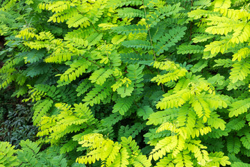 Fototapeta premium Green leaves nature background