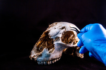 Fototapeta premium forensic examinations with scientific tools on sheep skull