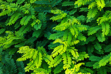 Nature green leaf texture background.
