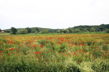 Traumhafter Blick auf auf eine Blumenwiese mit bl&uuml;hendem Mohn und Ginster in Mitten der h&uuml;geligne weiten Toskanalandschaft 