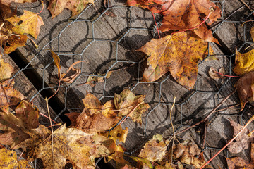 golden autumn leaves on old wooden table