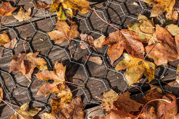 golden autumn leaves on old wooden table