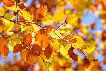 Herbst im Rotbuchenwald