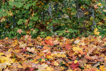 autumn pattern. abstract with yellow and green tree leaves