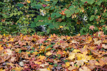 autumn pattern. abstract with yellow and green tree leaves