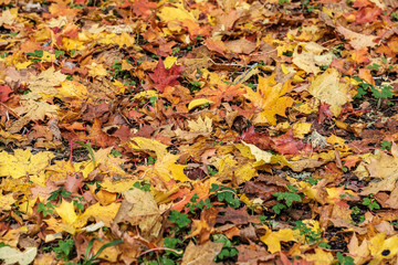 autumn pattern. abstract with green tree leaves