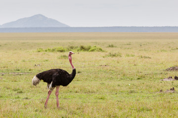 Kenya. Wild ostrich in habitat.