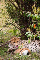 Masai Mara, Kenya. A cheetah (Acinonyx jubatus) savours the prospect of a recently killed Thomson's gazelle.