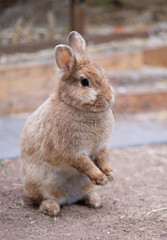 kleiner brauner Hase macht Männchen in seinem Stall