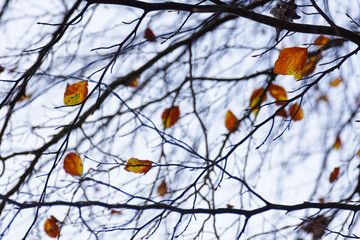Herbst im Rotbuchenwald