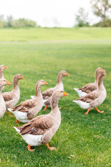 Ducks are walking in the garden