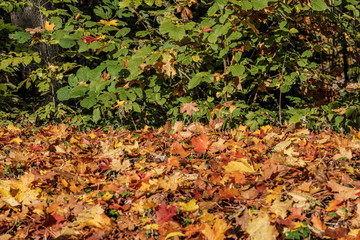 autumn pattern. abstract with yellow and green tree leaves