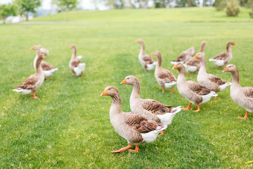 Ducks are walking in the garden