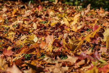autumn pattern. abstract with green tree leaves
