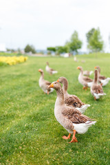 Ducks are walking in the garden
