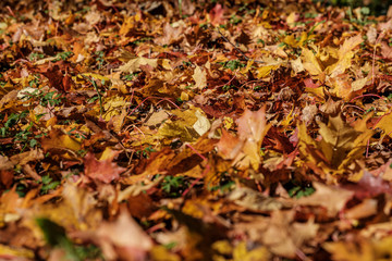 autumn pattern. abstract with green tree leaves