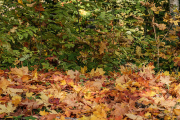 autumn pattern. abstract with yellow and green tree leaves
