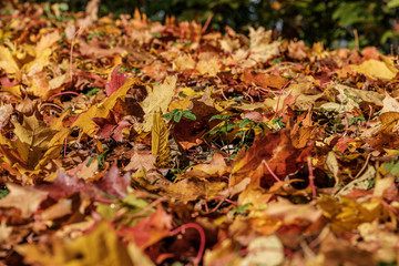 autumn pattern. abstract with green tree leaves
