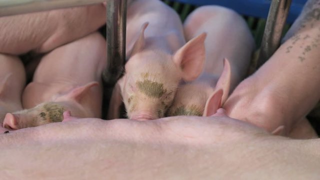 Little pigs just born, drink milk from the mother pig. Sows feed small pigs