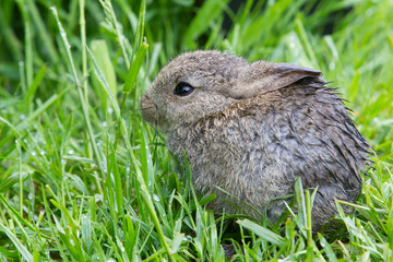 DUNSTABLE, UK A damp baby rabbit (Leporidae) explores a grassy area yards from the lion enclosure at Whipsnade Zoo.
