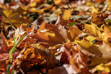autumn pattern. abstract with green tree leaves