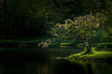 Tree by lake basking in light