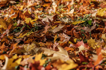 autumn pattern. abstract with green tree leaves