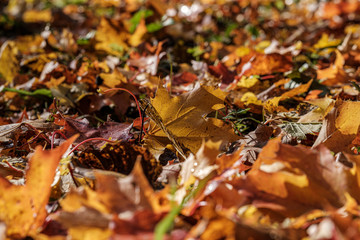 autumn pattern. abstract with green tree leaves