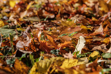 autumn pattern. abstract with green tree leaves