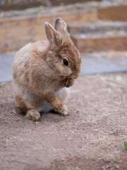Kleiner brauner Hase putzt sich in seinem Stall