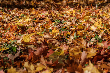 autumn pattern. abstract with green tree leaves