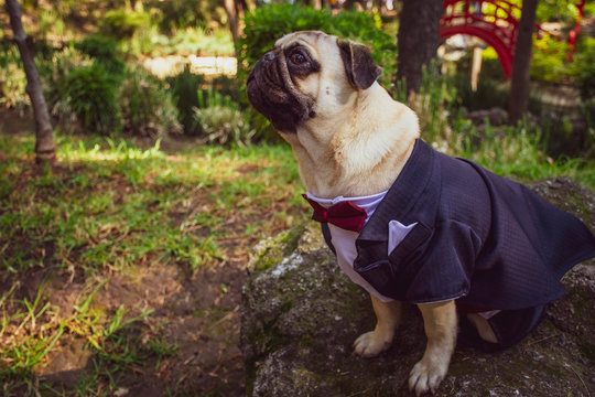 Perro pug vestido con frac. El doguillo, comúnmente llamado carlino o pug es una raza de perro de origen histórico en China. Es un perro pequeño de tipo molosoide, utilizado como mascota