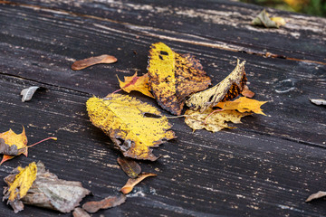 golden autumn leaves on old wooden table