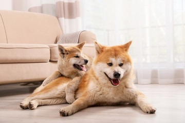 Adorable Akita Inu dog and puppy on floor in living room