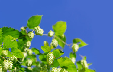 Green fresh cones of hops on the field. Raw ingredient for making beer and bread close up, agriculture background.