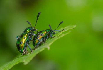 Leaf Beetles Mating seen atThane,Maharashtra,India