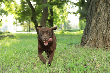 Cute Chocolate Labrador Retriever in green summer park