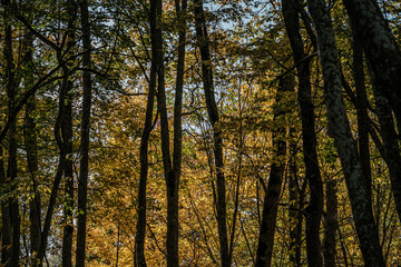 golden yellow colored tree leaves inn the park