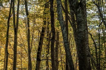 Fototapeta premium golden yellow colored tree leaves inn the park