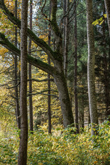 golden yellow colored tree leaves inn the park