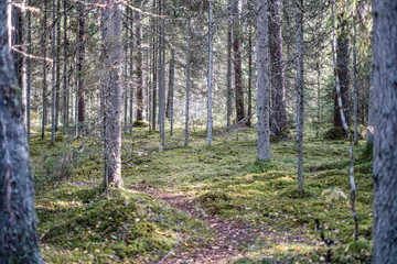 Naklejka premium small narrow trail in the woods