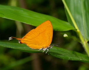 Yamfly Butterfly seen atThane,Maharashtra,India