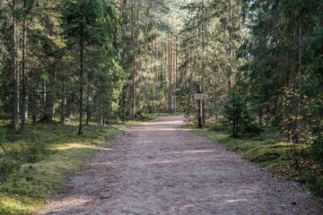 golden yellow autumn road in sunny day