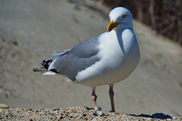 european herring gull on heligoland