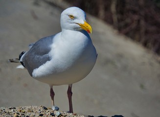 european herring gull on heligoland