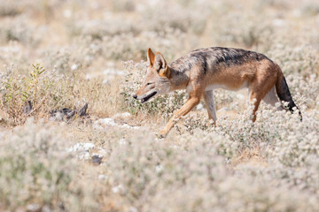 Etosha National Park, Namibia. ETOSHA, NAMIBIA Black backed jackal (Canis mesomelas) in profile.