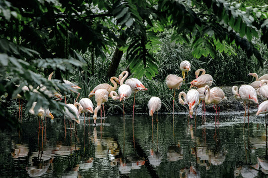 Flamingo birds standing in water with green plants	