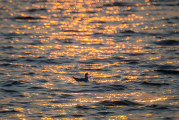 Twilight ocean sunset.