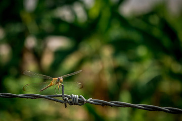 live cell on barbed wire